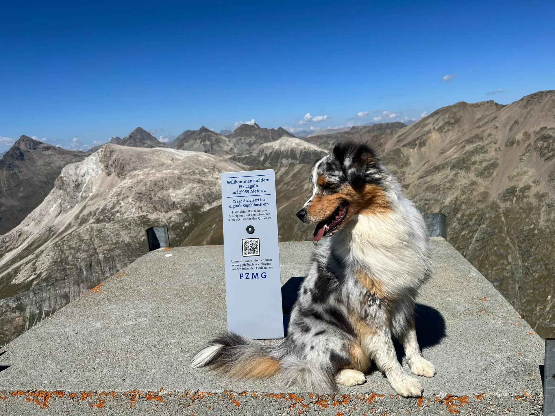 Hund | © Julia Götze 