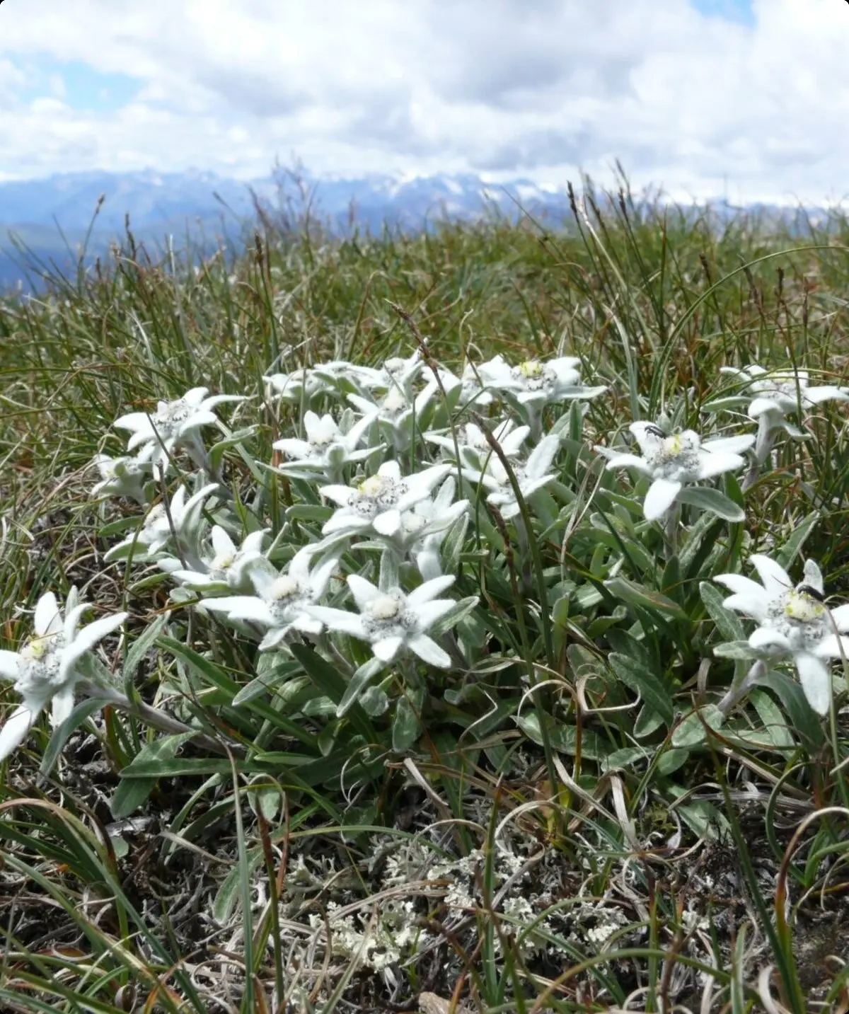 Alpenedelweiß, Zillertaler Alpen | © Bernd Haynold | https://commons.wikimedia.org/w/index.php?curid=2372305