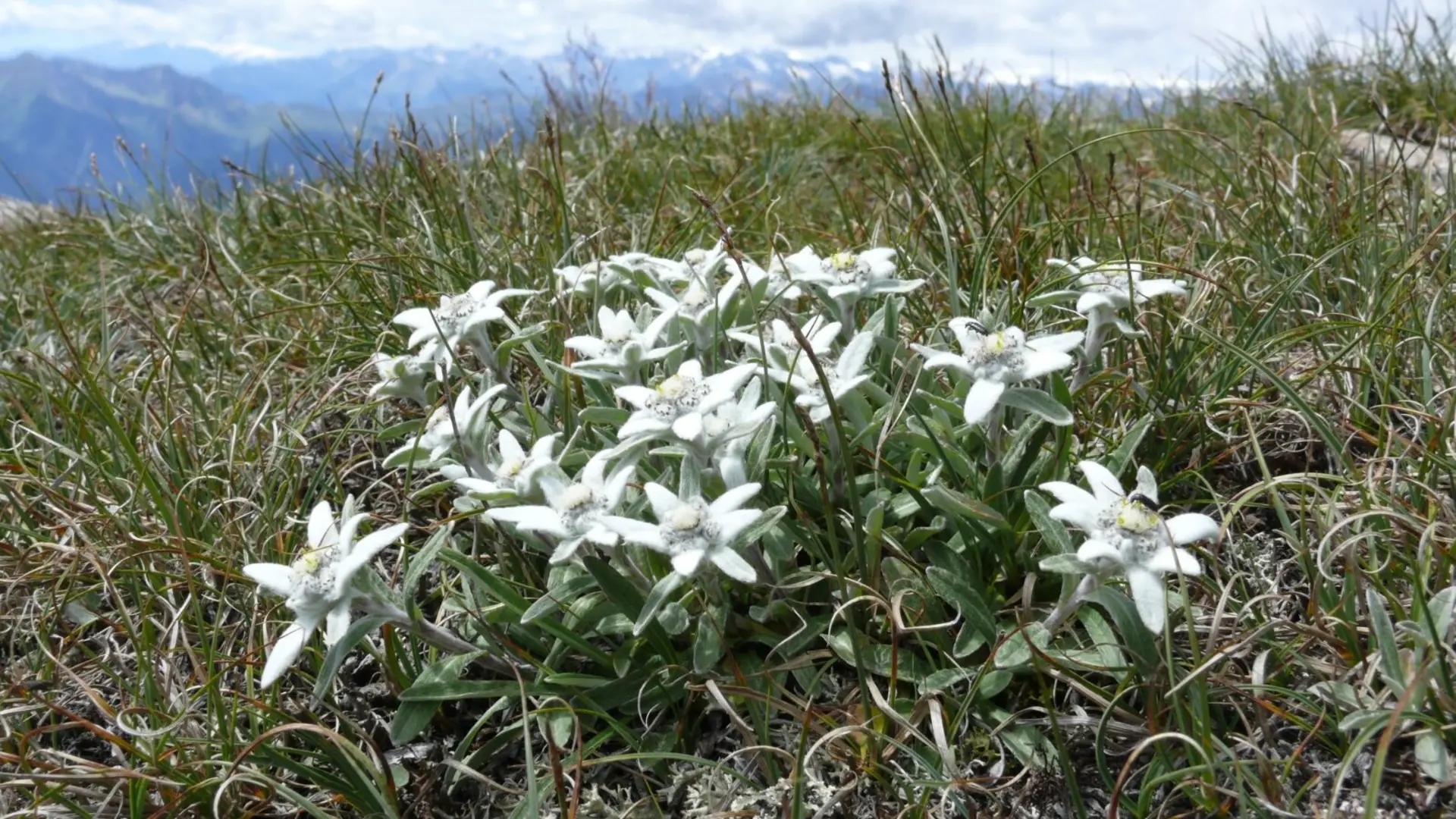 Alpenedelweiß, Zillertaler Alpen | © Bernd Haynold | https://commons.wikimedia.org/w/index.php?curid=2372305