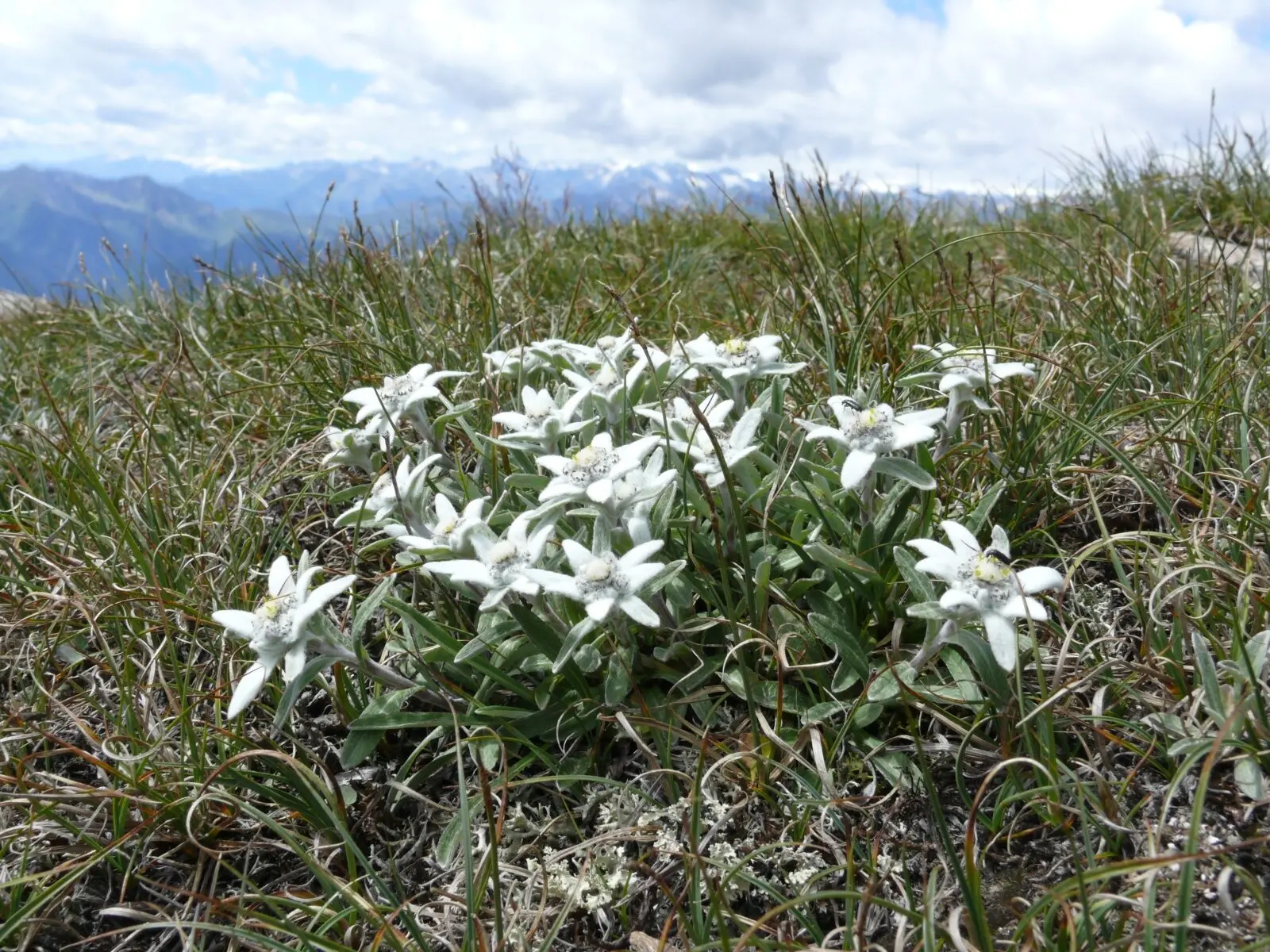 Alpenedelweiß, Zillertaler Alpen | © Bernd Haynold | https://commons.wikimedia.org/w/index.php?curid=2372305