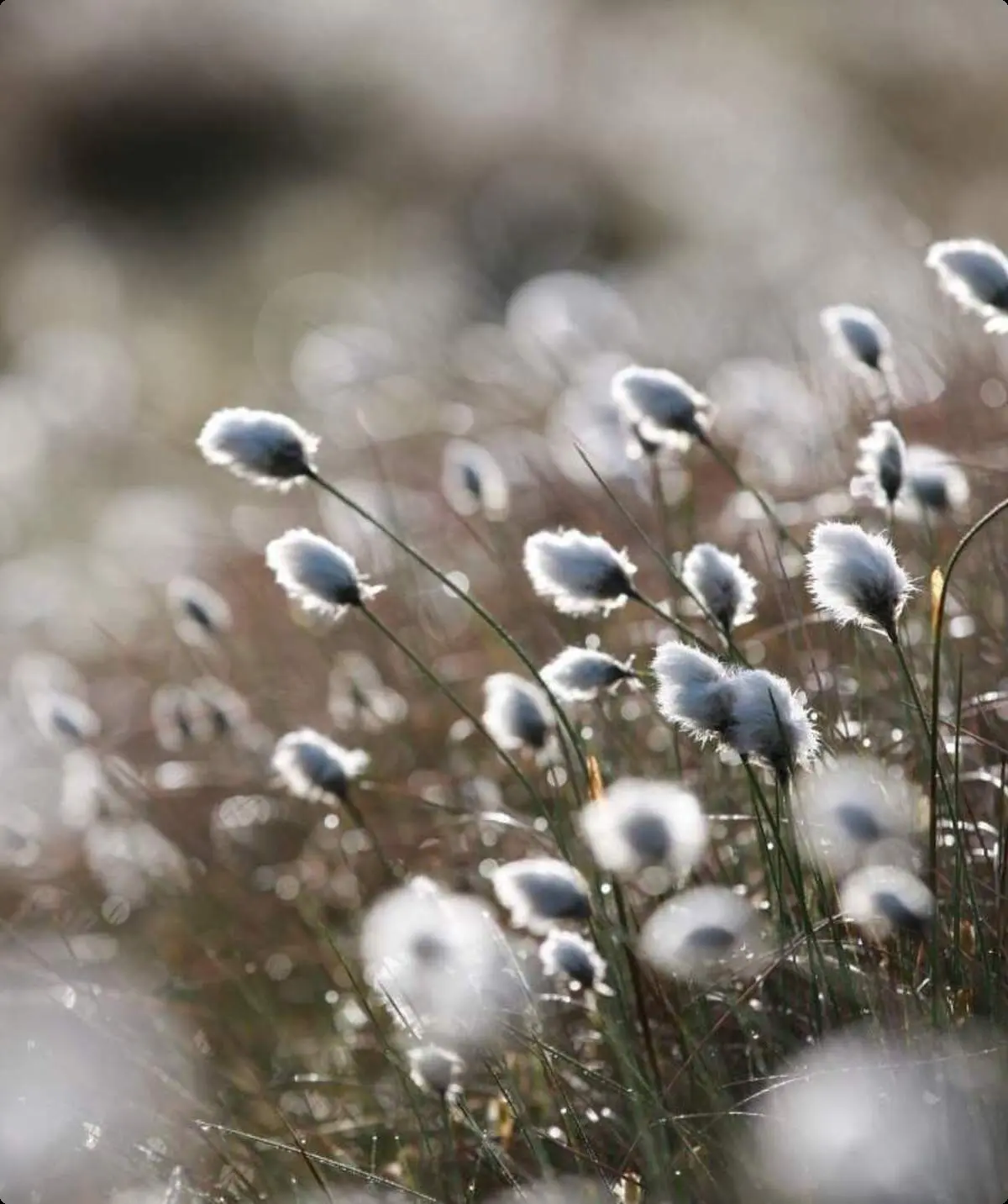 Um Moore ranken sich zahlreiche Schauergeschichten.  | © Christopher Meyer
