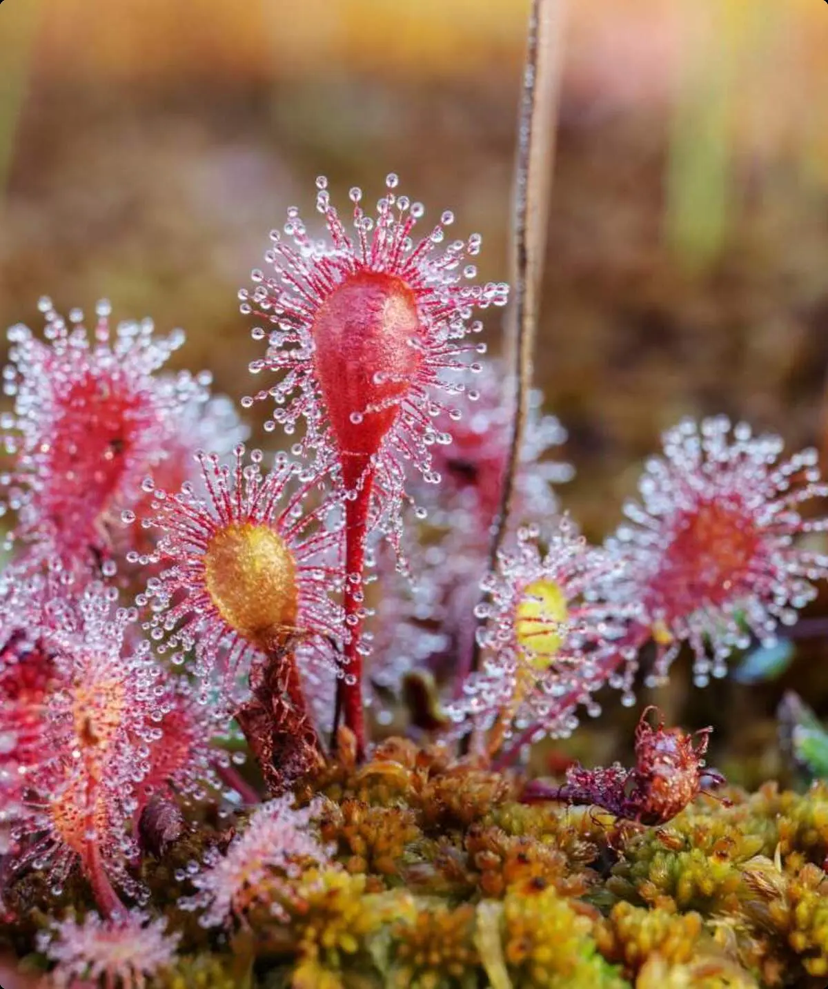 Sonnentau gehört zu den fleischfressenden Pflanzen, die in nährstoffarmen Moorgebieten überleben können | © AdobeStock