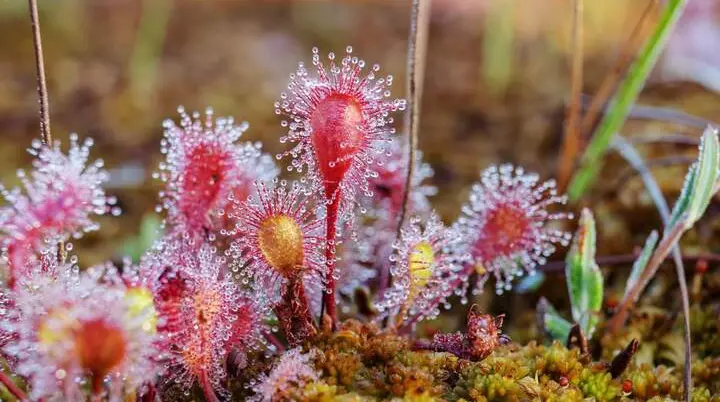 Sonnentau gehört zu den fleischfressenden Pflanzen, die in nährstoffarmen Moorgebieten überleben können | © AdobeStock