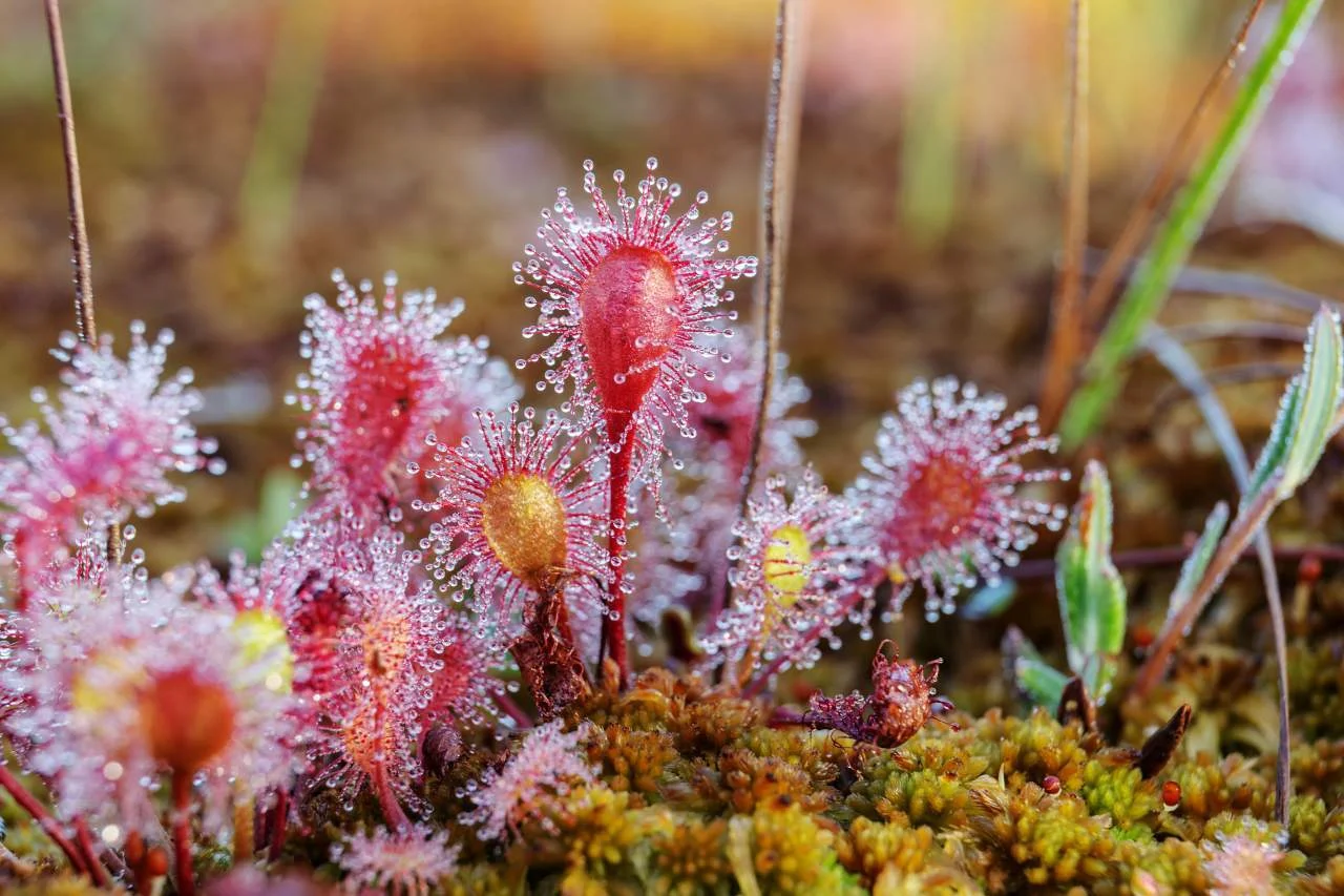 Sonnentau gehört zu den fleischfressenden Pflanzen, die in nährstoffarmen Moorgebieten überleben können | © AdobeStock
